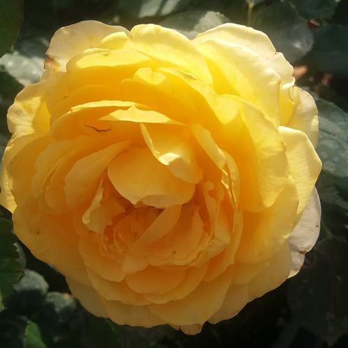 Żółty  - Róże pienne - z kwiatami hybrydowo herbacianymi - korona równomiernie ukształtowana